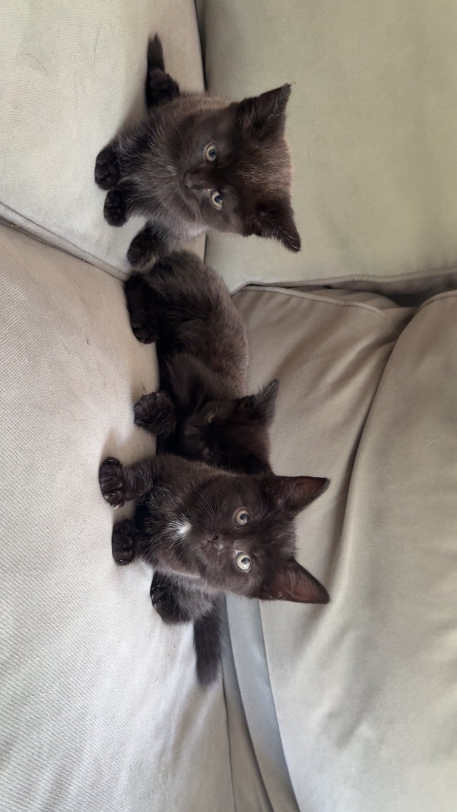 Kittens