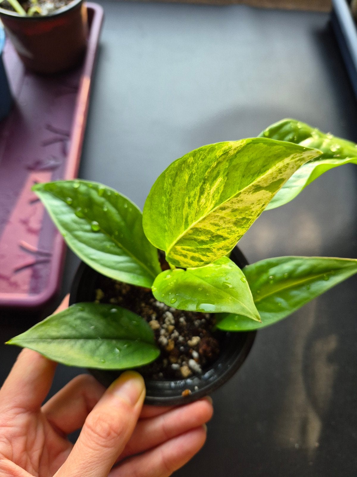 Epipremnum Pinnatum Marble Variegata (2 stekjes in de pot), Huis en Inrichting, Overige soorten, In pot, Minder dan 100 cm, Groene kamerplant
