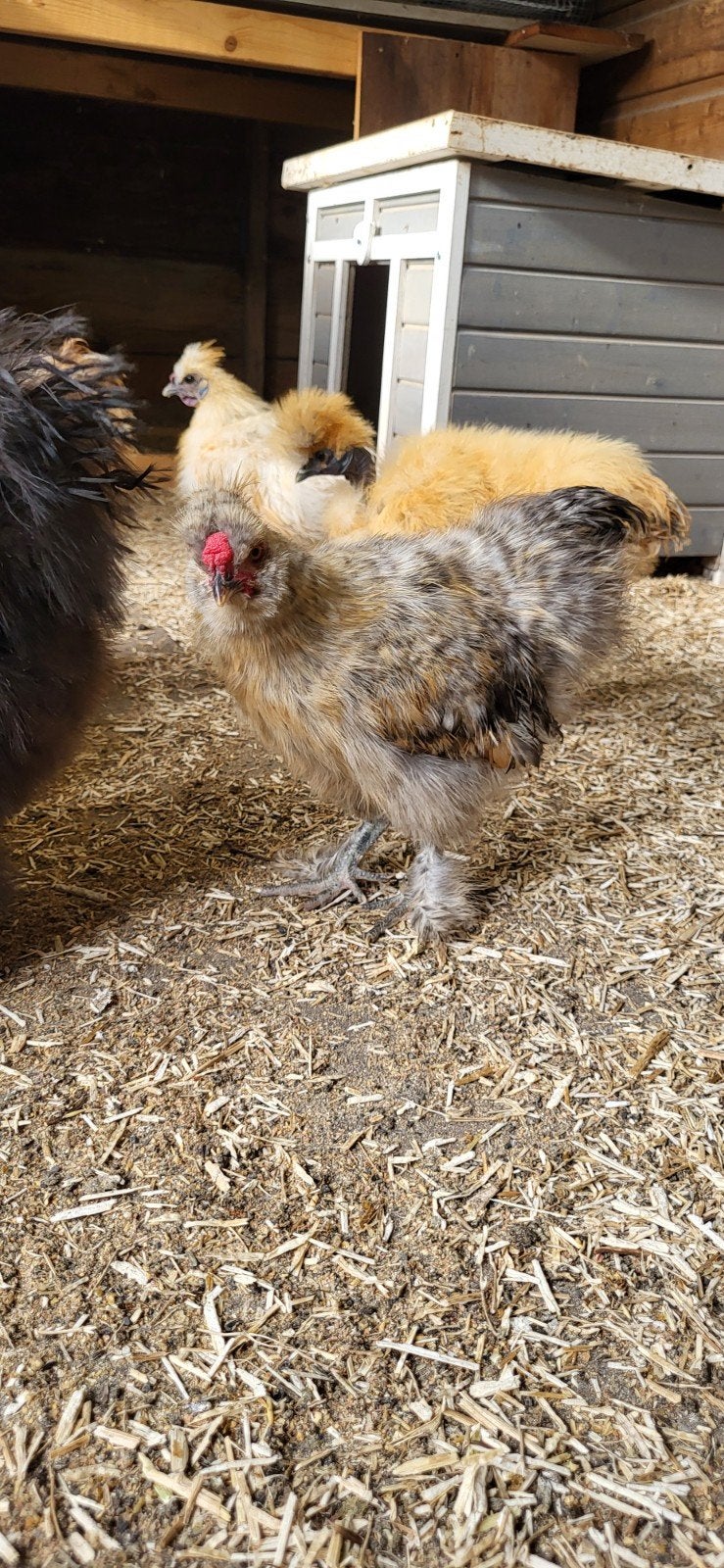 Zijdehoen kriel haantje 4 maanden, Dieren en Toebehoren, Pluimvee, Mannelijk, Kip