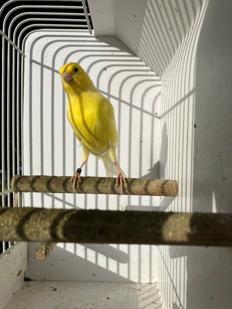 Kanarie man, Dieren en Toebehoren, Mannelijk, Kleurkanarie