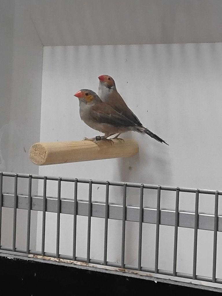 Koppeltje orange kaakjes, Meerdere dieren, Tropenvogel, Geringd