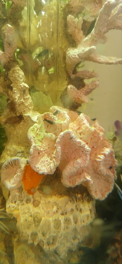 Blauwe garnalen, Dieren en Toebehoren, Vissen | Aquariumvissen, Kreeft, Krab of Garnaal, Zoetwatervis