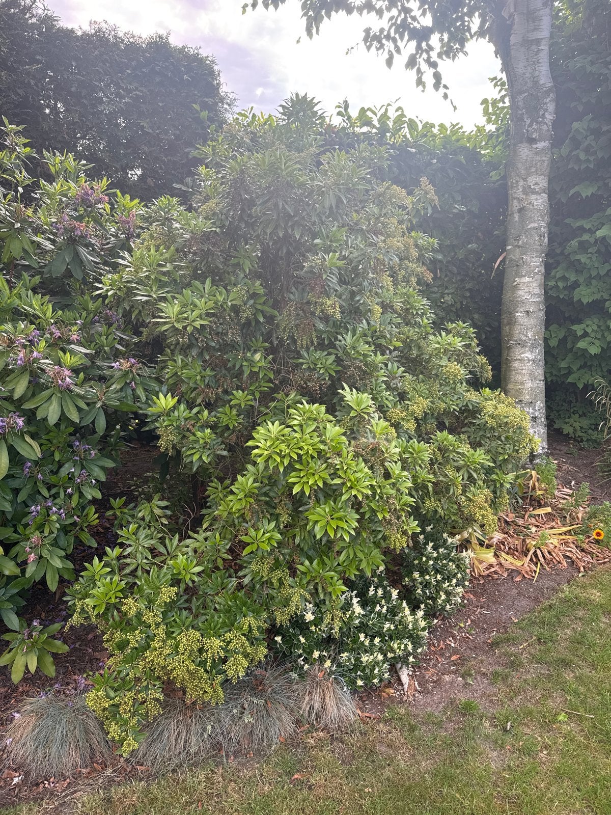 Rotsheide (Pieris Japonica) - Wintergroene Sierheester, Tuin en Terras, Vaste plant, Halfschaduw, Lente, Ophalen