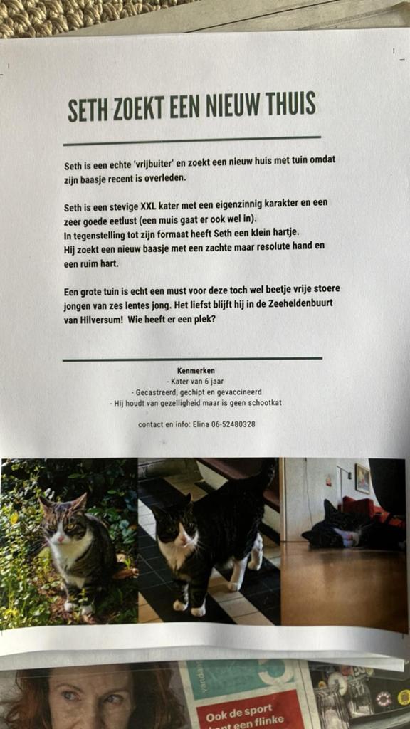 Kat, Dieren en Toebehoren, Kater