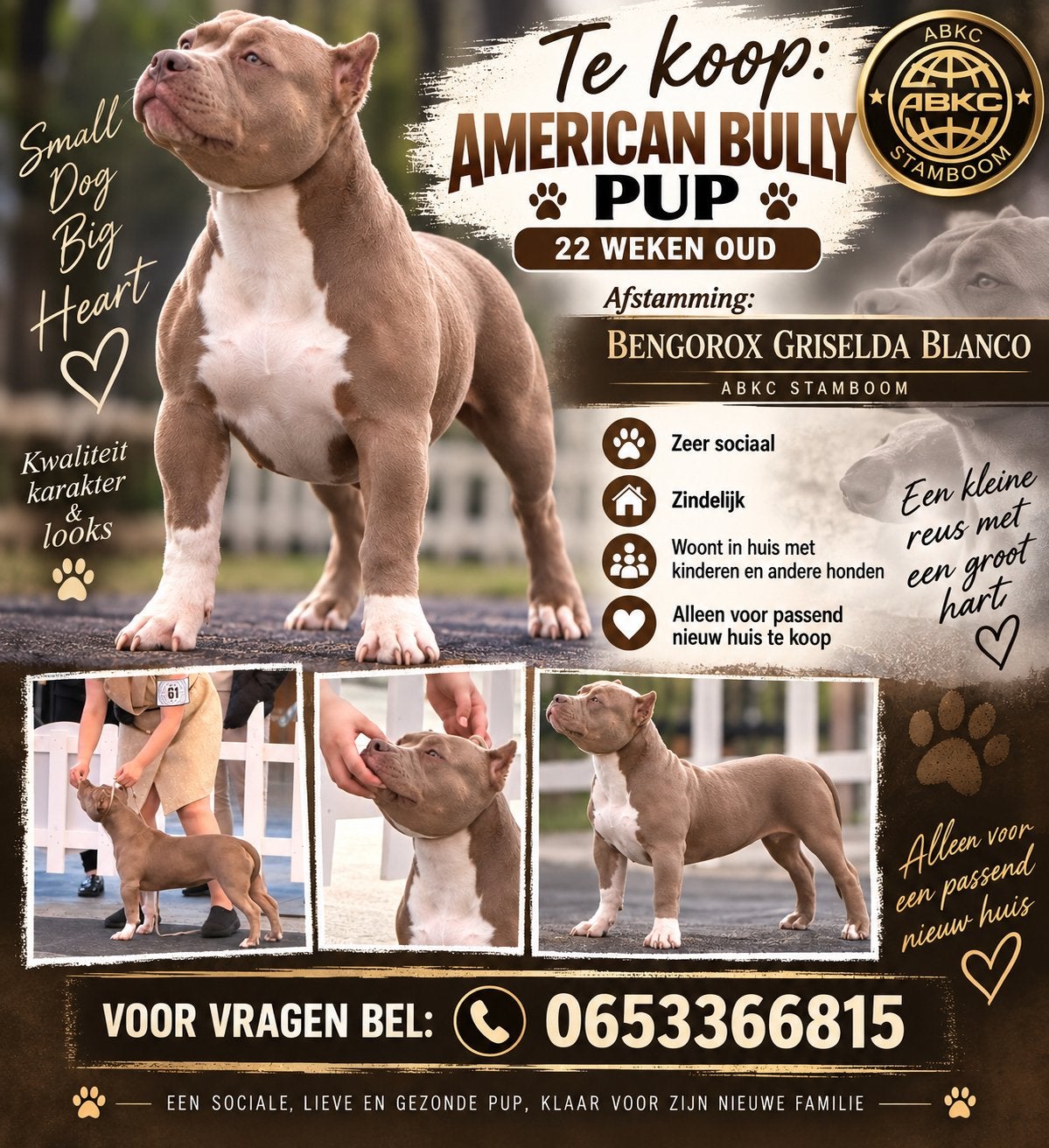 American bully pup te koop, Dieren en Toebehoren, Particulier, 15 weken tot 1 jaar, Teef, Eén hond
