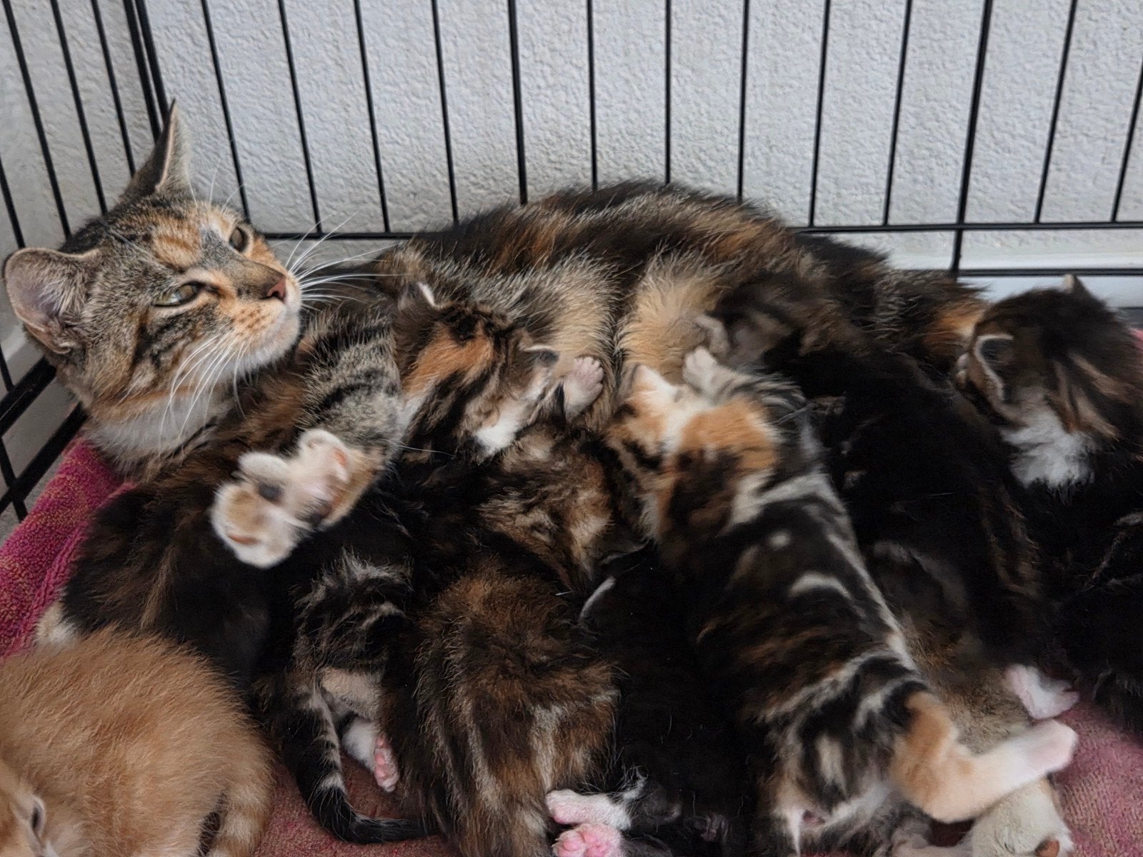 Super lieve en mooie kittens, Meerdere dieren