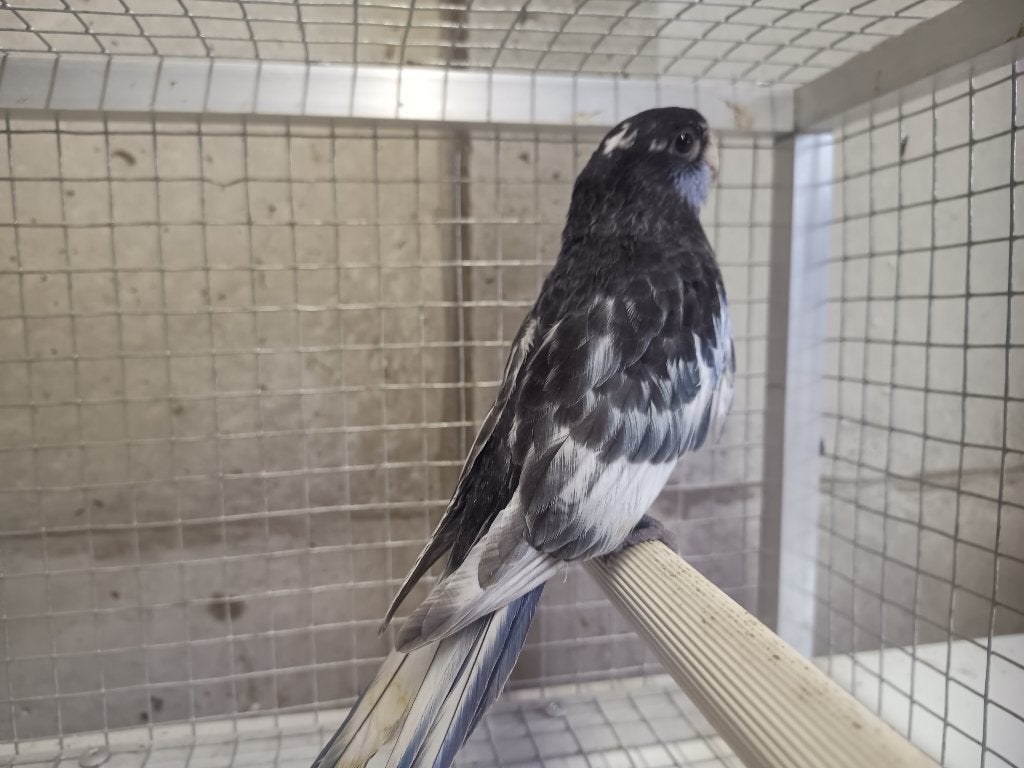 Rosella's, Dieren en Toebehoren, Geslacht onbekend, Parkiet, Geringd
