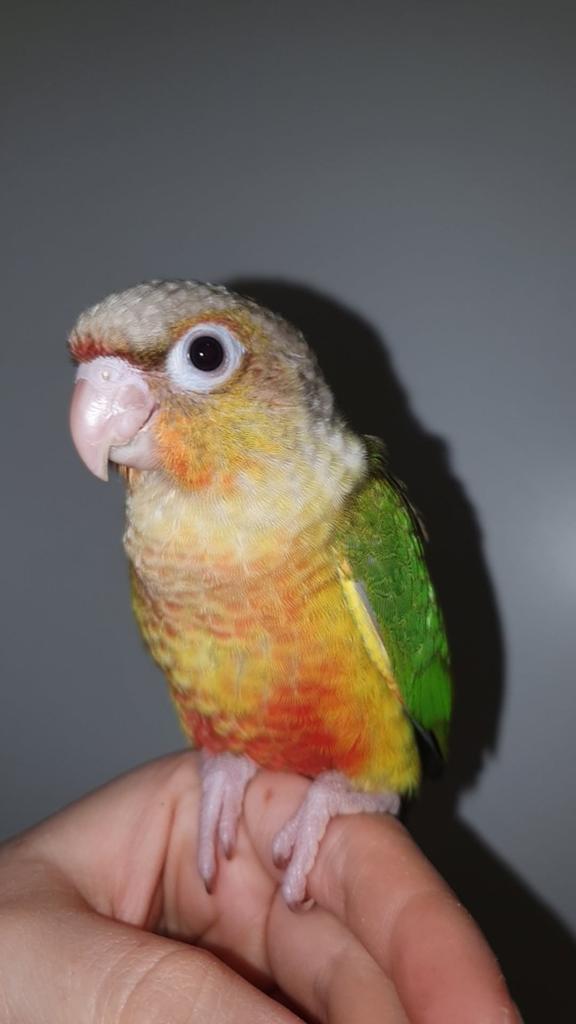 Pyrrhura pineapple/molinea jongen te reserveren/in aankomst., Dieren en Toebehoren, Vogels | Parkieten en Papegaaien, Meerdere dieren