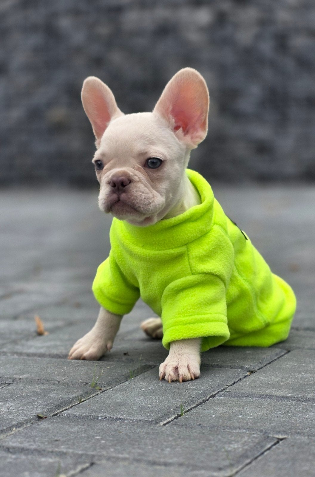 💙 super leuke, lieve,  x franse Bulldog pup reutje 💙, Dieren en Toebehoren, Parvo, Reu, 8 tot 15 weken, Bulldog