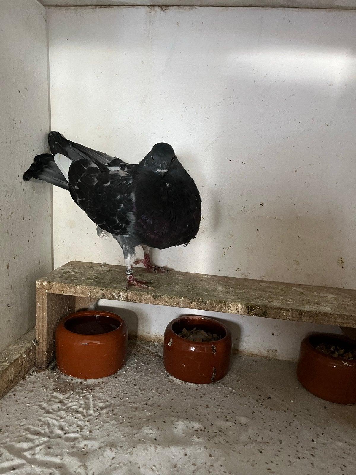 Canario kropper, Dieren en Toebehoren
