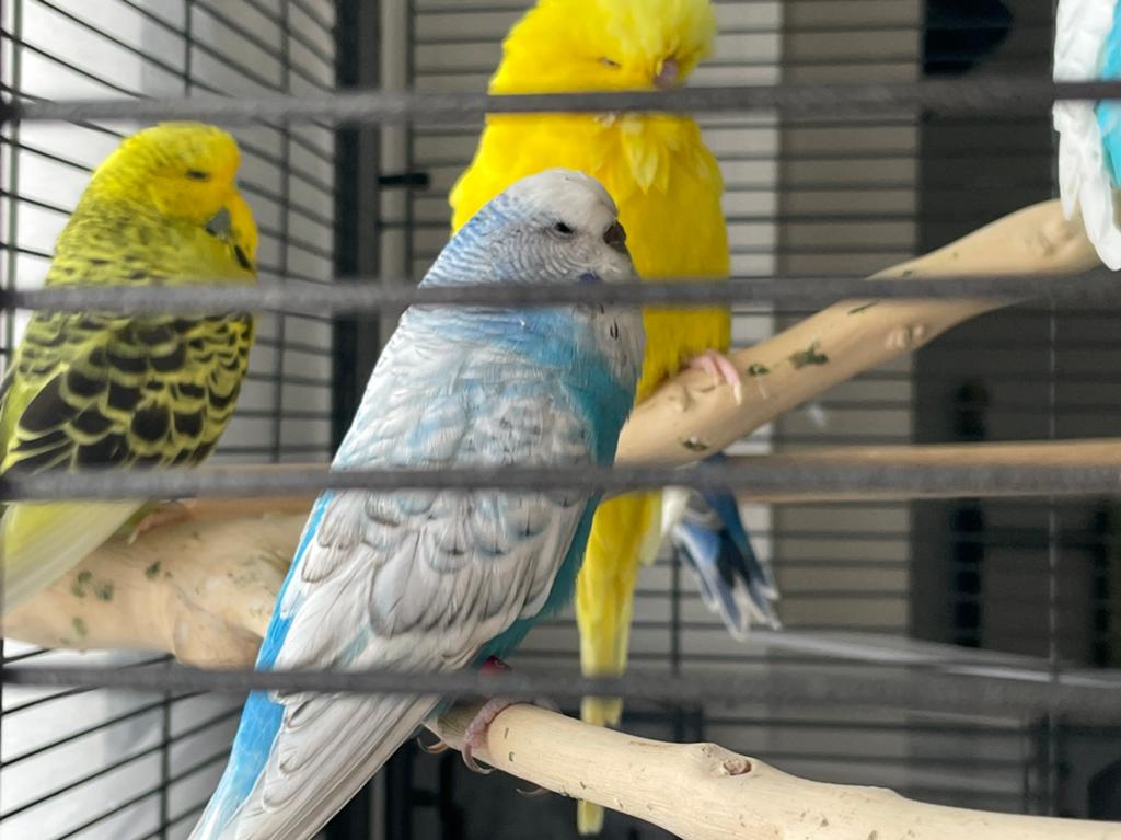 Angels parkiet, Dieren en Toebehoren, Mannelijk, Parkiet
