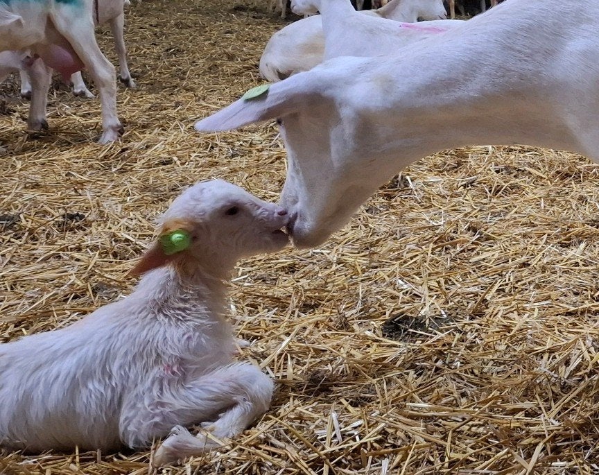 Opfokstal gezocht, Dieren en Toebehoren, Mannelijk, Geit