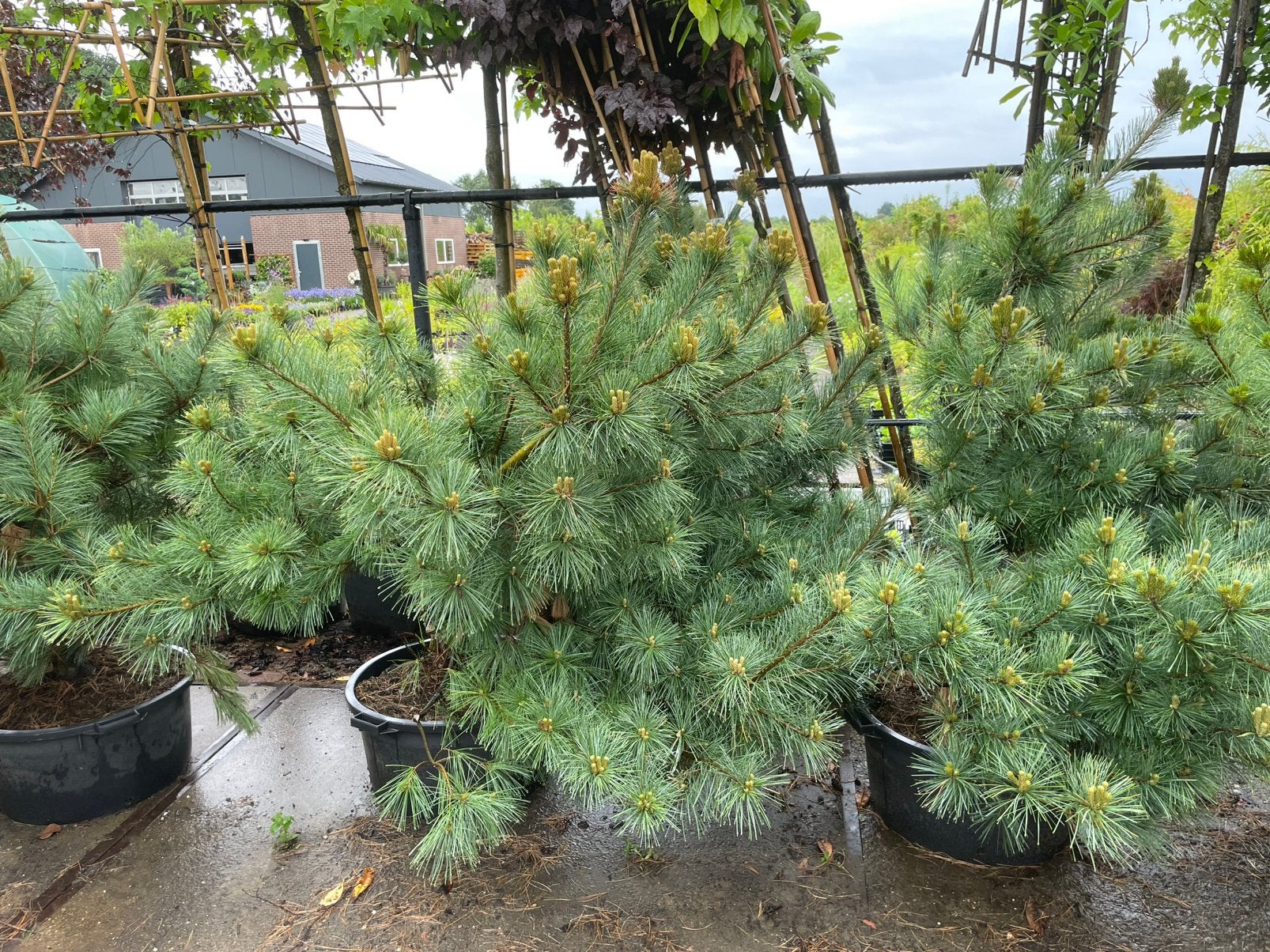 Pinus strobus blue shag (weymouthden), Ophalen, Bloeit niet, Volle zon, Overige soorten