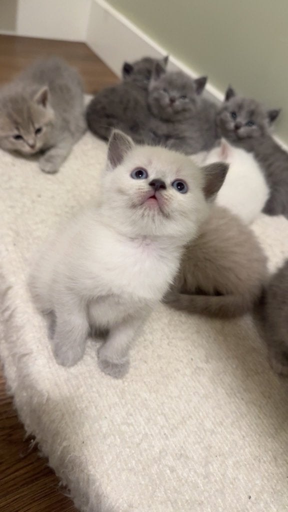 Britse korthaar kittens, Meerdere dieren, Ontwormd, 0 tot 2 jaar