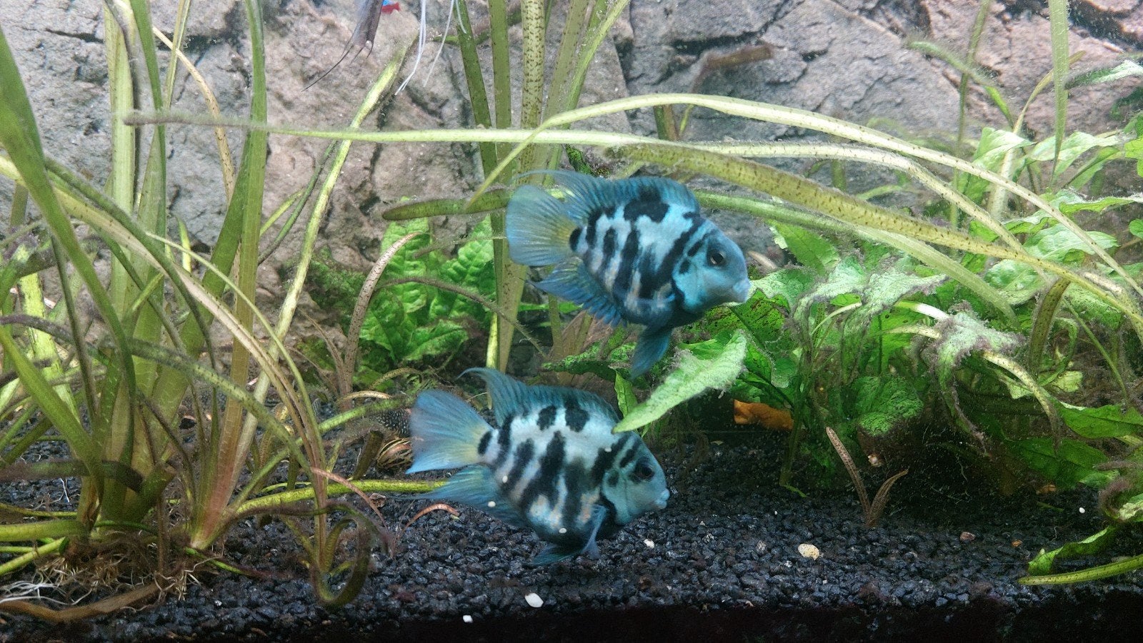 Polar blue parrot cichlide, Dieren en Toebehoren, Vissen | Aquariumvissen, Vis