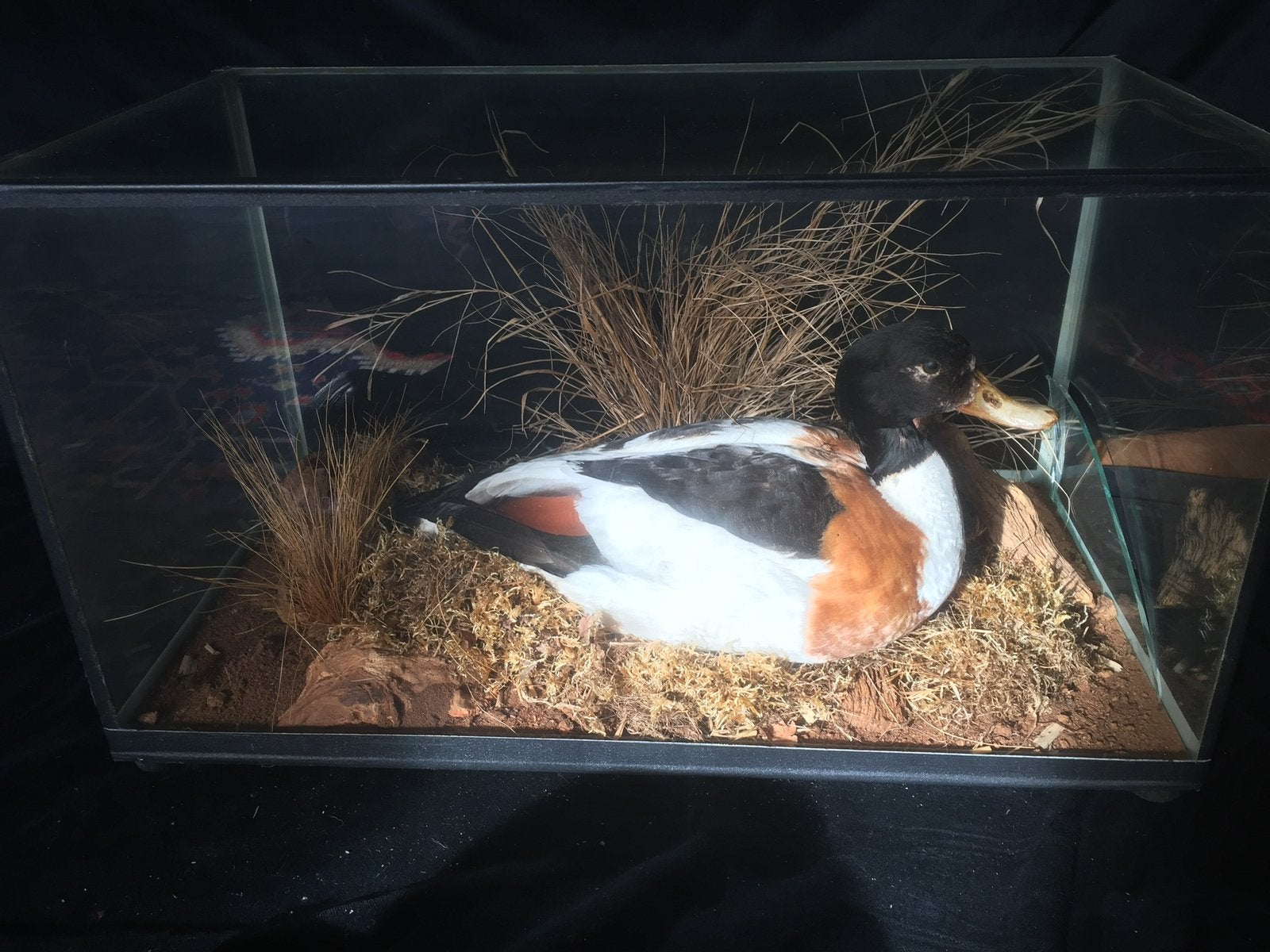 Opgezette eend en glazen bak, zittend, Ophalen, Zo goed als nieuw, Vogel, Opgezet dier