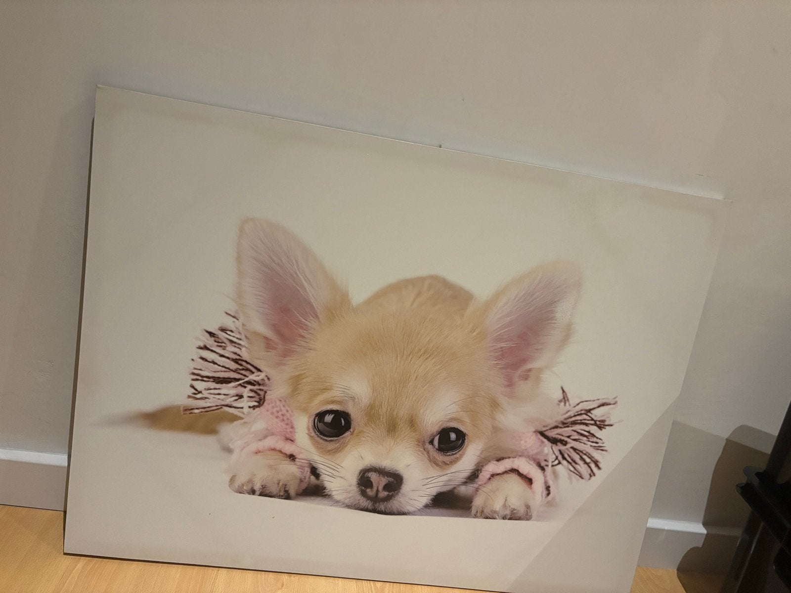 Schilderij Chihuahua puppy in roze trui, 50 – 75, Ophalen of Verzenden, Zo goed als nieuw, Schilderij