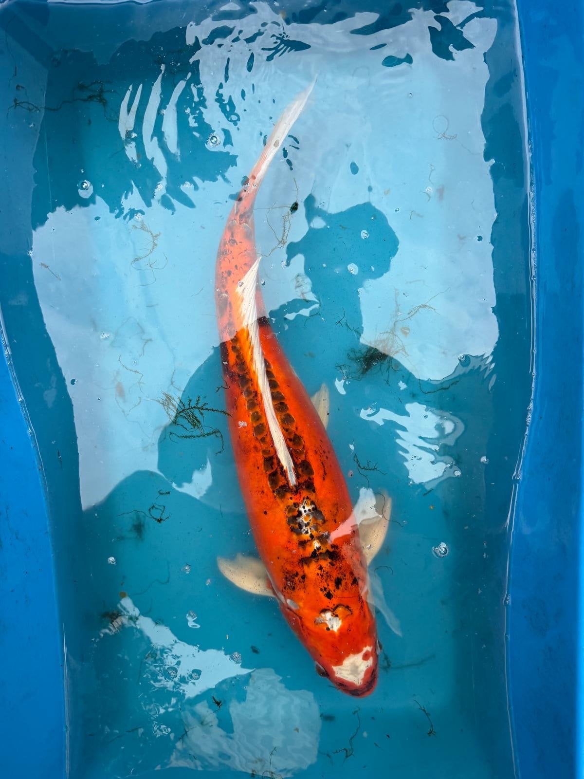Foto 7 van Te koop, diverse mooie koi’s ivm beëindiging hobby!