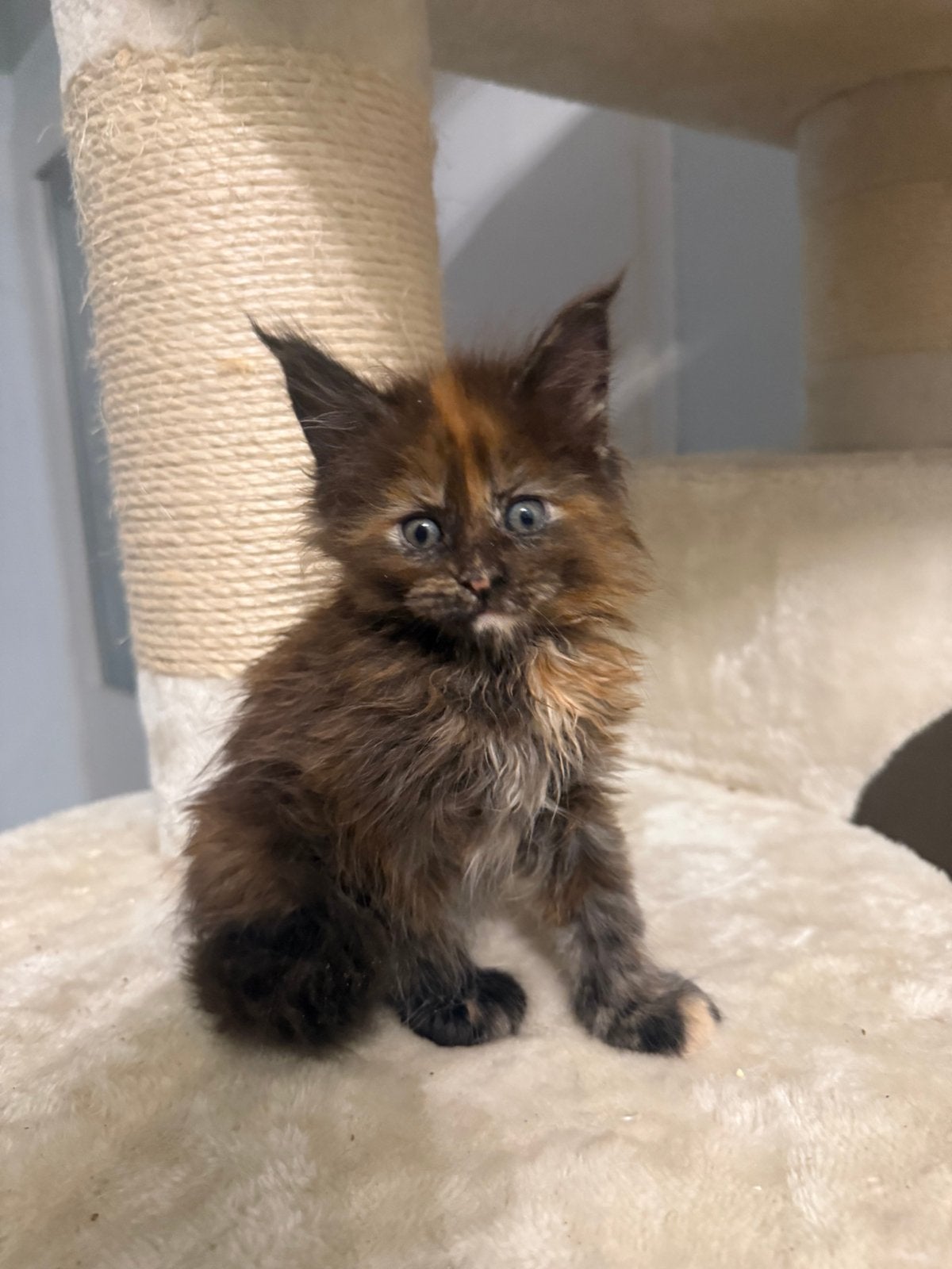 Maine Coon kittens met stamboom, Dieren en Toebehoren, Meerdere dieren, Met stamboom, 0 tot 2 jaar