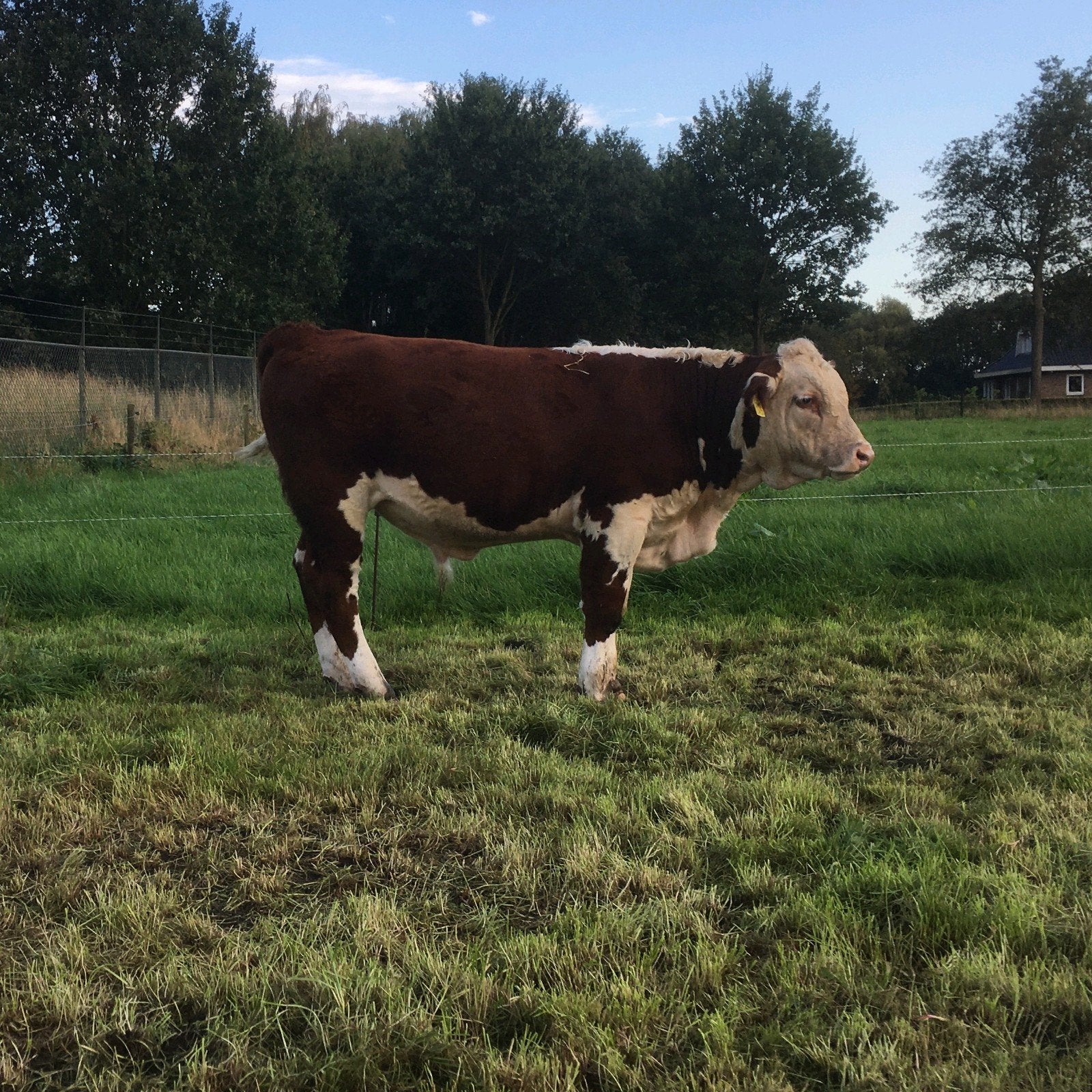 te koop jonge Hereford stier, Dieren en Toebehoren, Mannelijk, 0 tot 2 jaar