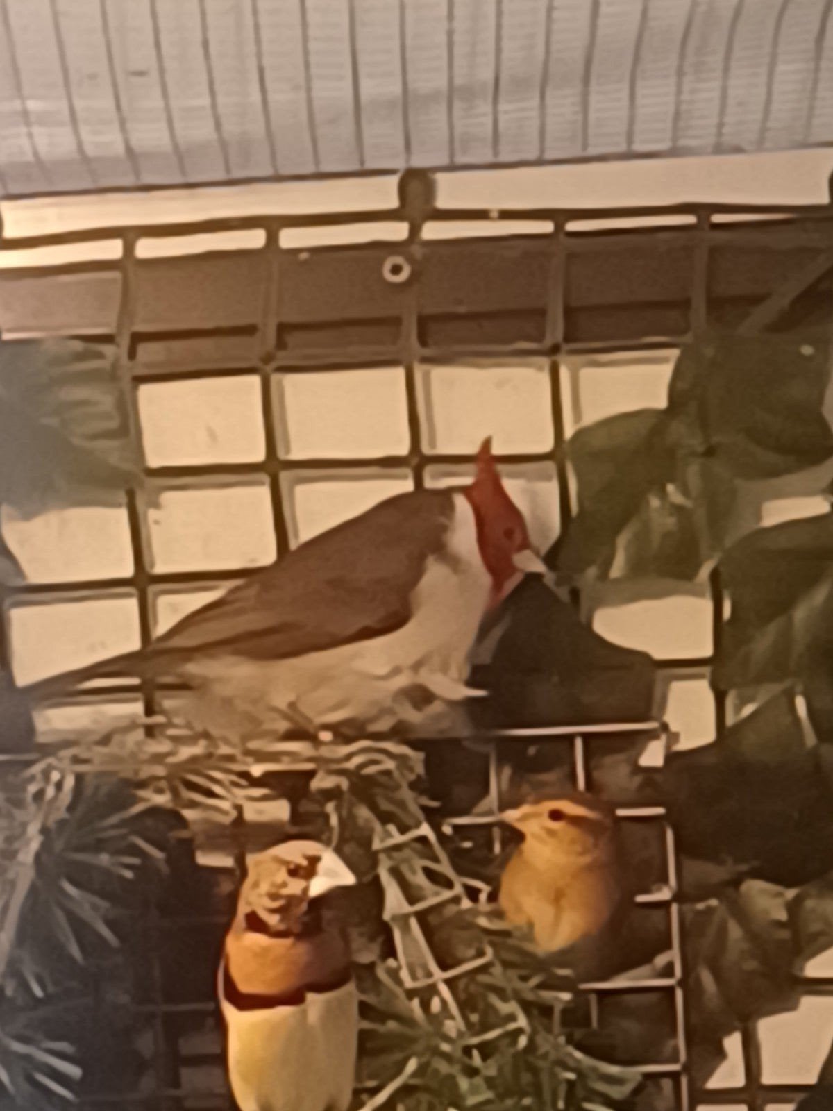 roodkuif kardinaal pop, Dieren en Toebehoren, Vrouwelijk, Geringd