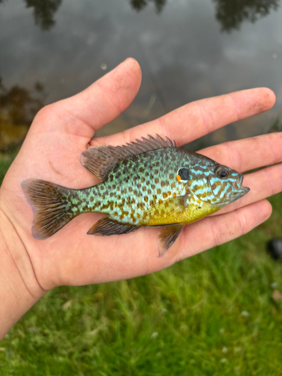Diverse vissen te koop, Dieren en Toebehoren, Vissen | Aquariumvissen, Vis