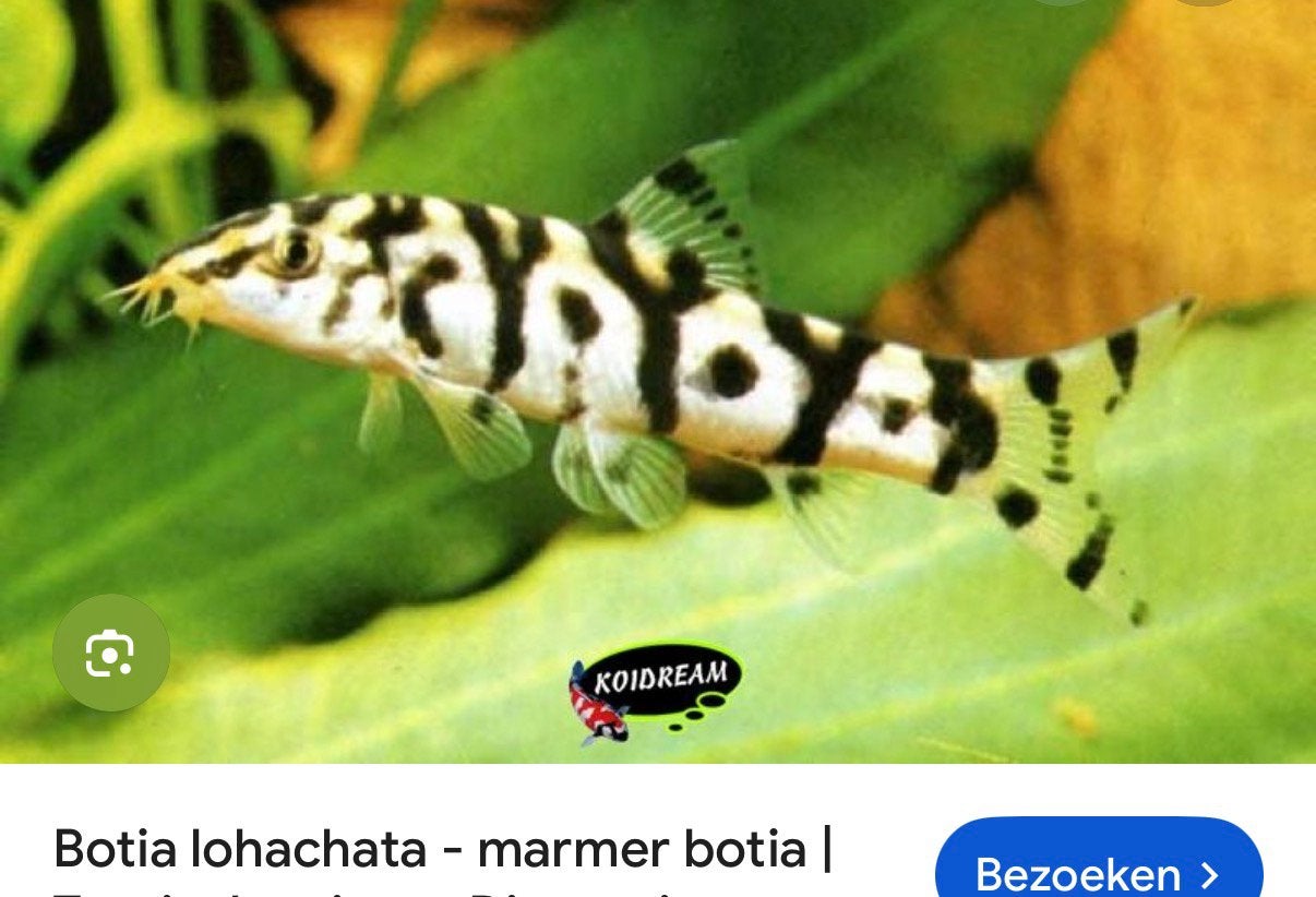 Marmer botia gratis (alleen bij een groep botia), Vis