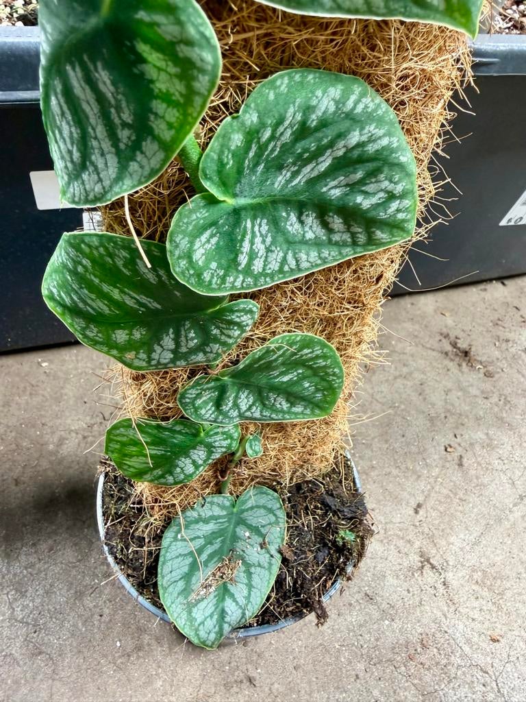 Monstera Dubia op mosstok, Overige soorten, In pot, Minder dan 100 cm, Groene kamerplant
