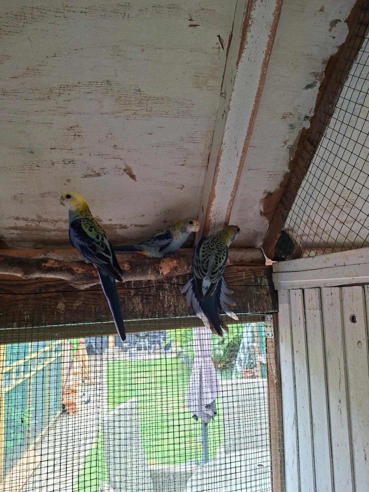 Bleekkop rosella, Dieren en Toebehoren, Meerdere dieren, Parkiet