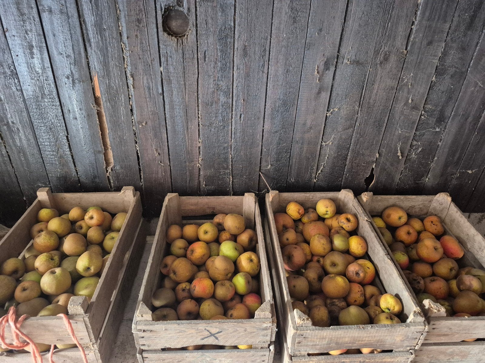 Lekkere onbespoten Goudreinetten - geplukt of valappels, Ophalen