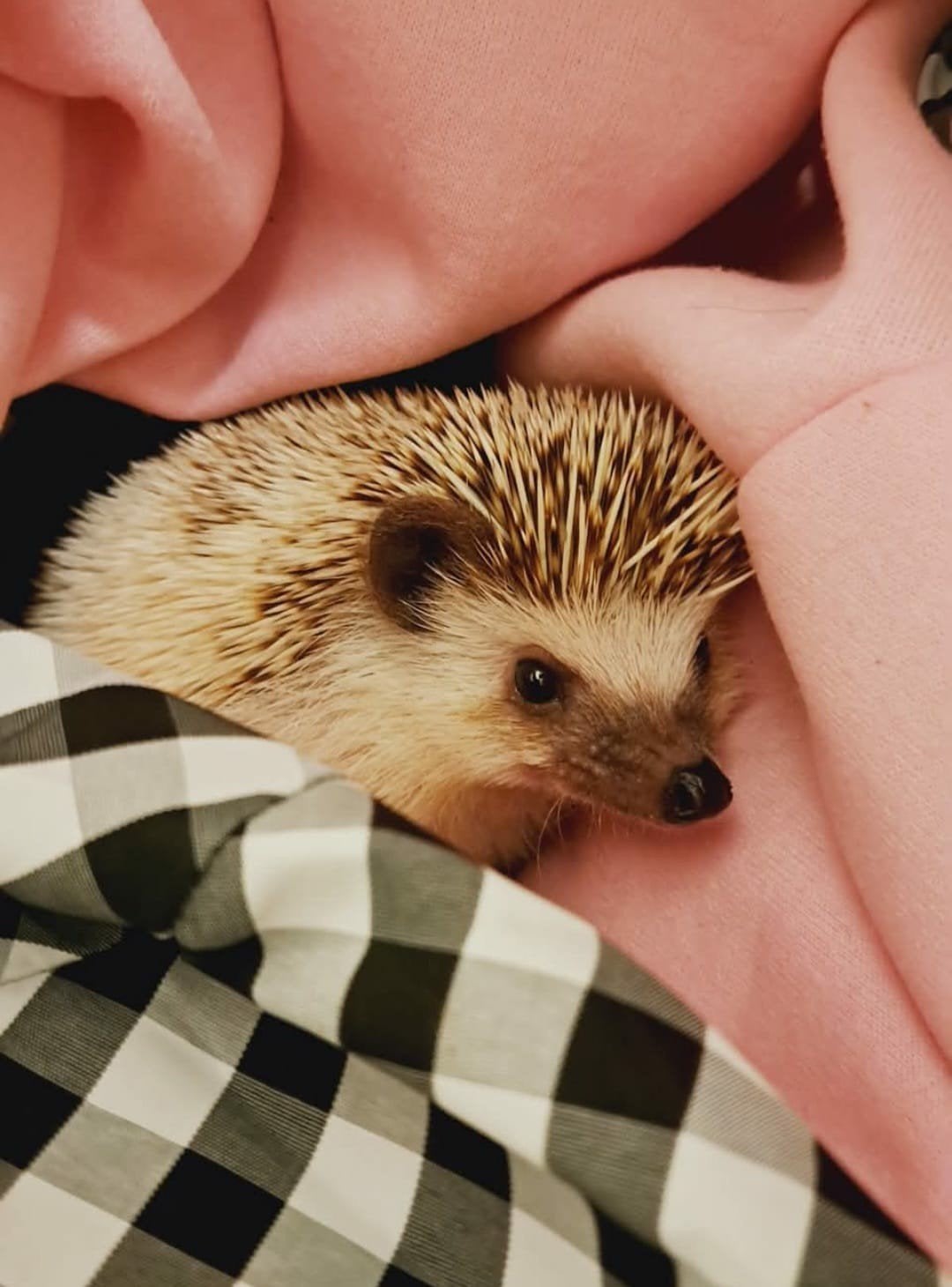 Witbuikegel/Egel, Januari, Mannelijk