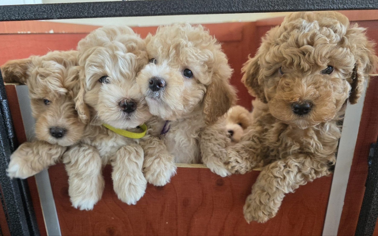 Bernedoodle puppies verwacht, Overige rassen, 8 tot 15 weken, Meerdere, Meerdere dieren