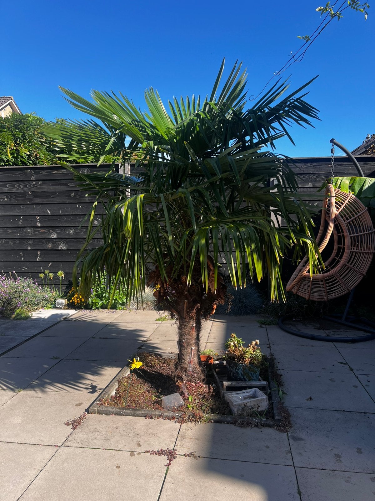 Trachycarpus fortunei te koop ️, 100 tot 250 cm, Zomer, Palmboom, Ophalen