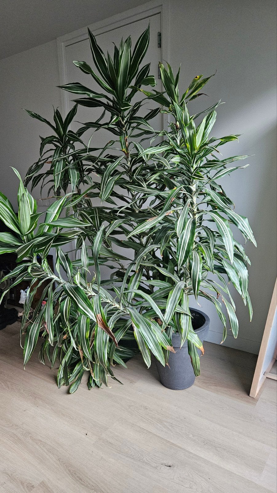 Kamerplant Dracaena 200cm, Ophalen, 200 cm of meer, Palm, Halfschaduw