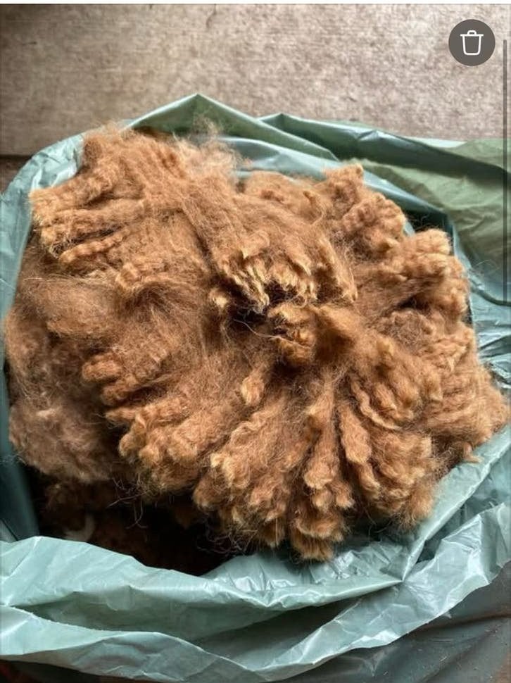 Alpaca wol te koop kleuren wit en bruin, Ophalen, Nieuw