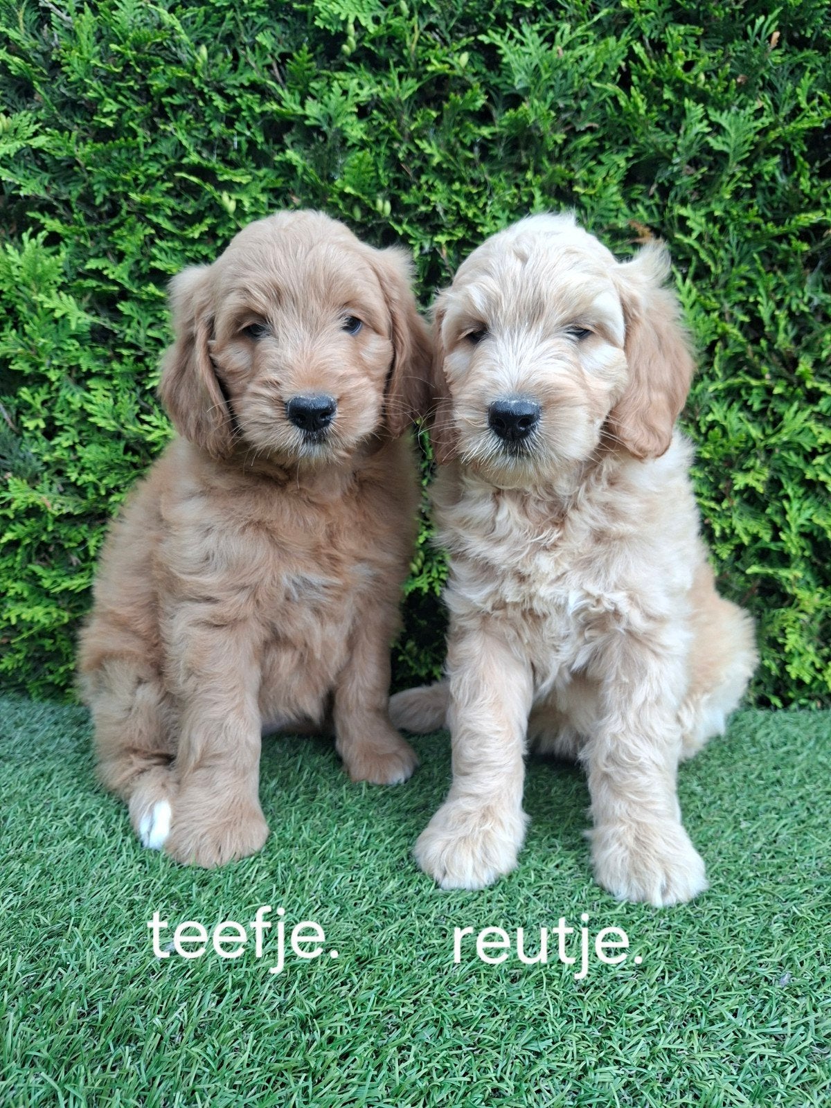 Zeer mooie speelse goldendoodle F2 pups., Dieren en Toebehoren, Parvo, 8 tot 15 weken, Meerdere, Meerdere dieren