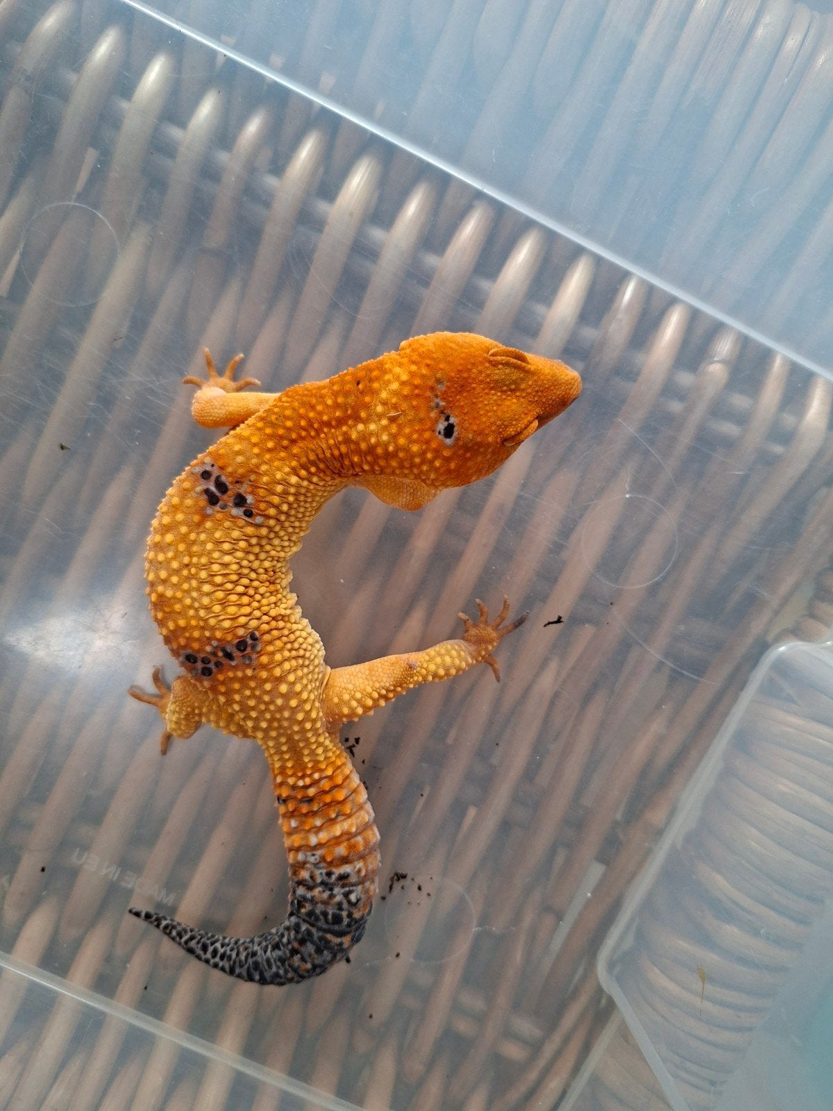 Eublepharis Macularius Pet only luipaardgekko Leopard Gecko photo 4