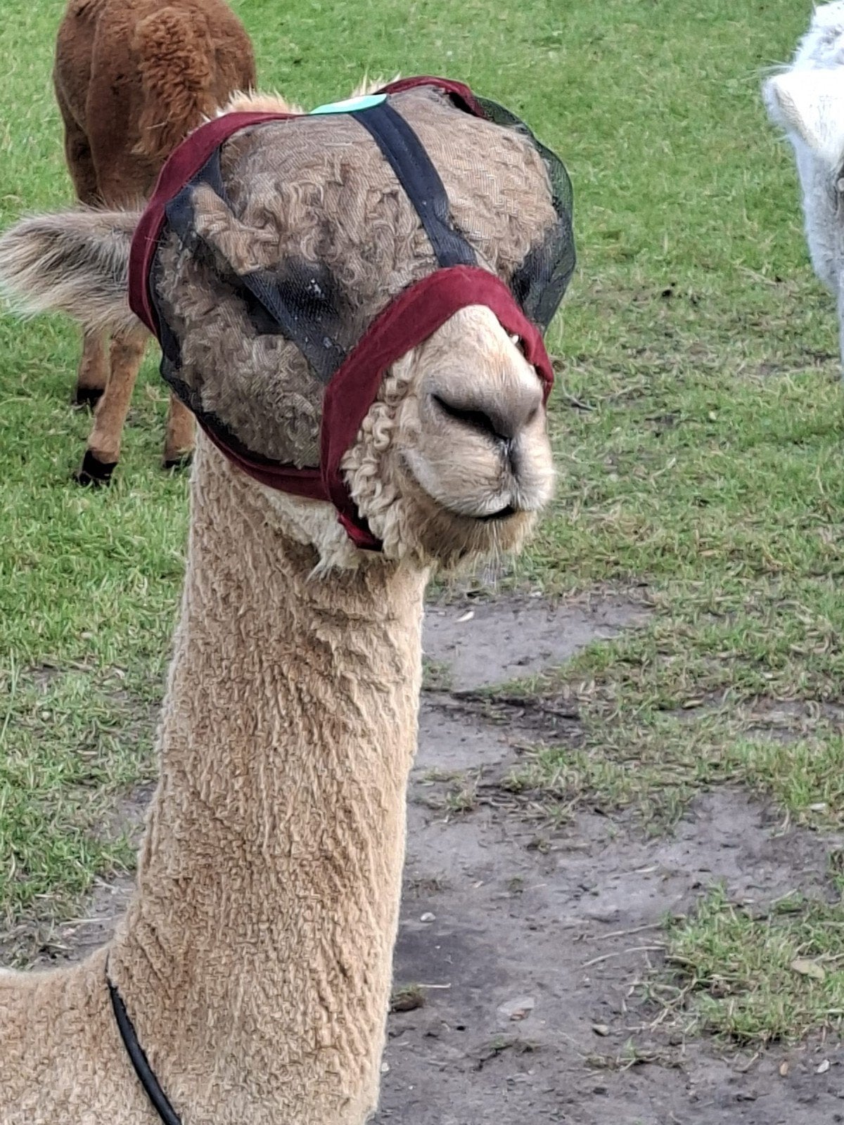 Alpaca caps, Dieren en Toebehoren, Augustus, Vrouwelijk