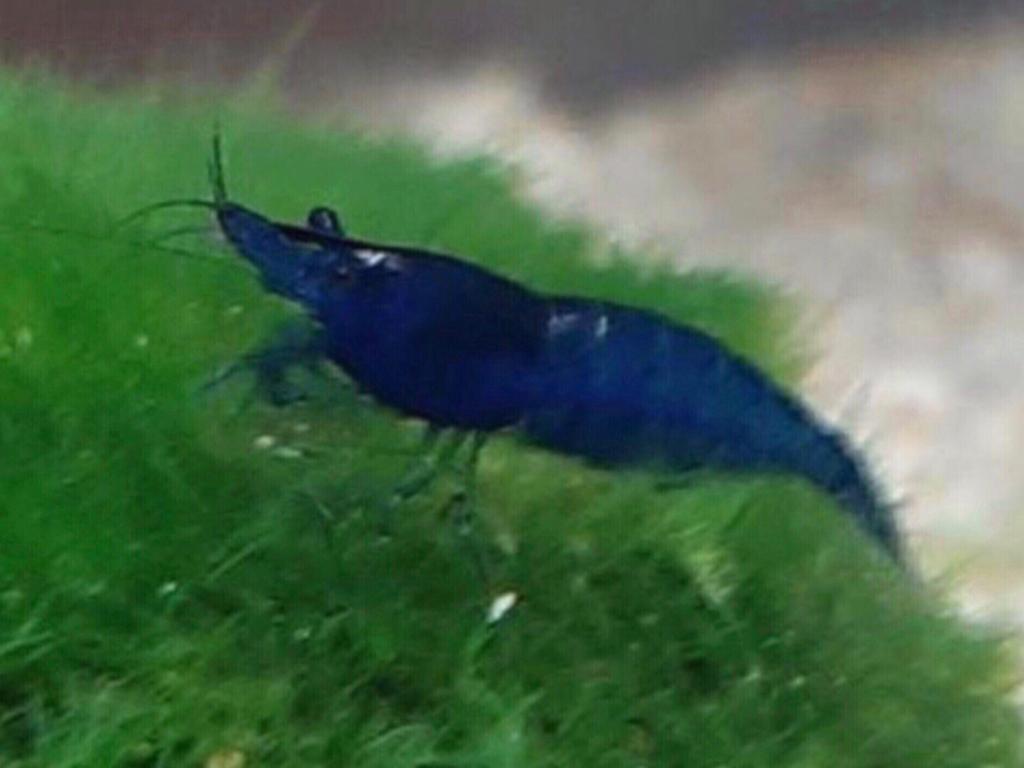 Zeer mooi Blauwe Garnalen (High Grade), Kreeft, Krab of Garnaal, Zoetwatervis, Schoolvis