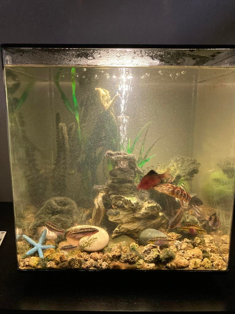 Biorb Cube 60 liter aquarium, Ophalen, Gebruikt, Gevuld zoetwateraquarium