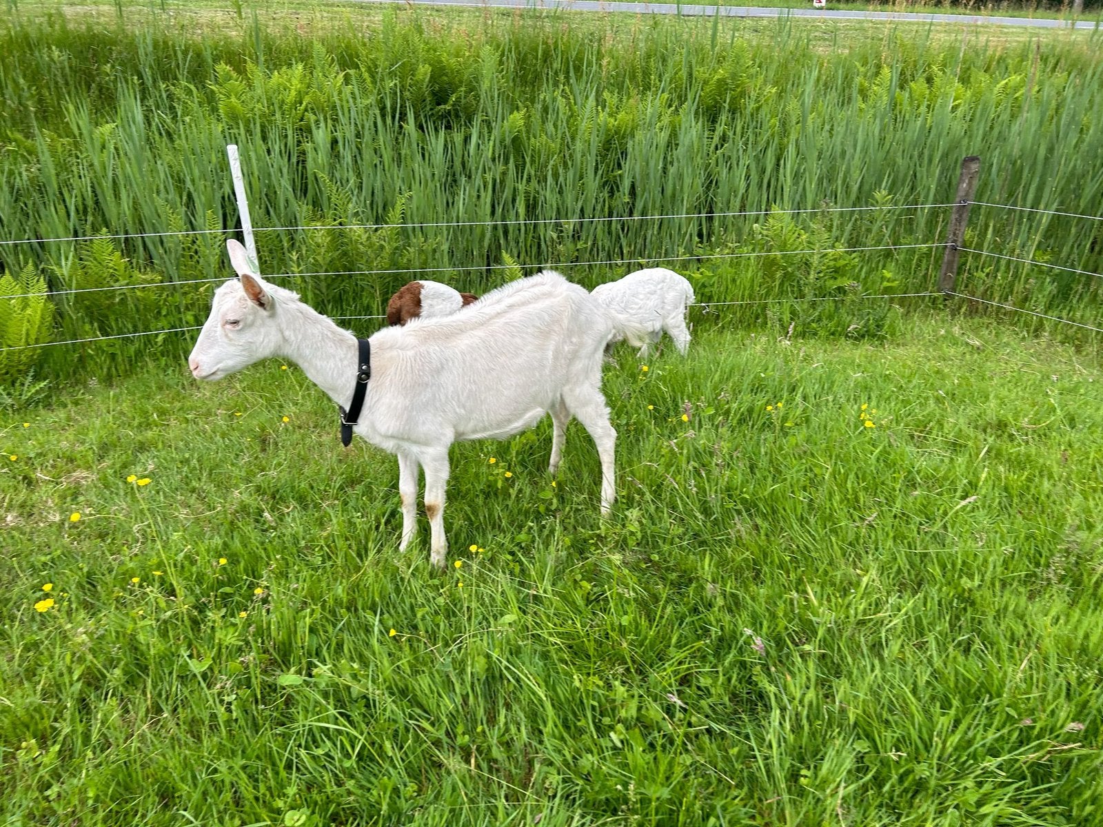 Jonge witte geit, Dieren en Toebehoren, Schapen, Geiten en Varkens, Vrouwelijk, Geit, 0 tot 2 jaar