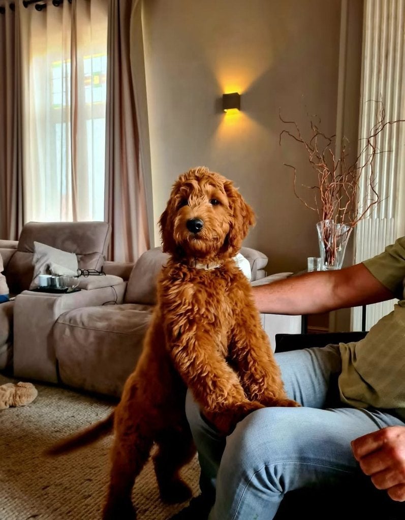 🐾 Exclusieve Goldendoodle Dekreu Milo Embark getest 🐾, België, Particulier, Reu, 1 tot 2 jaar