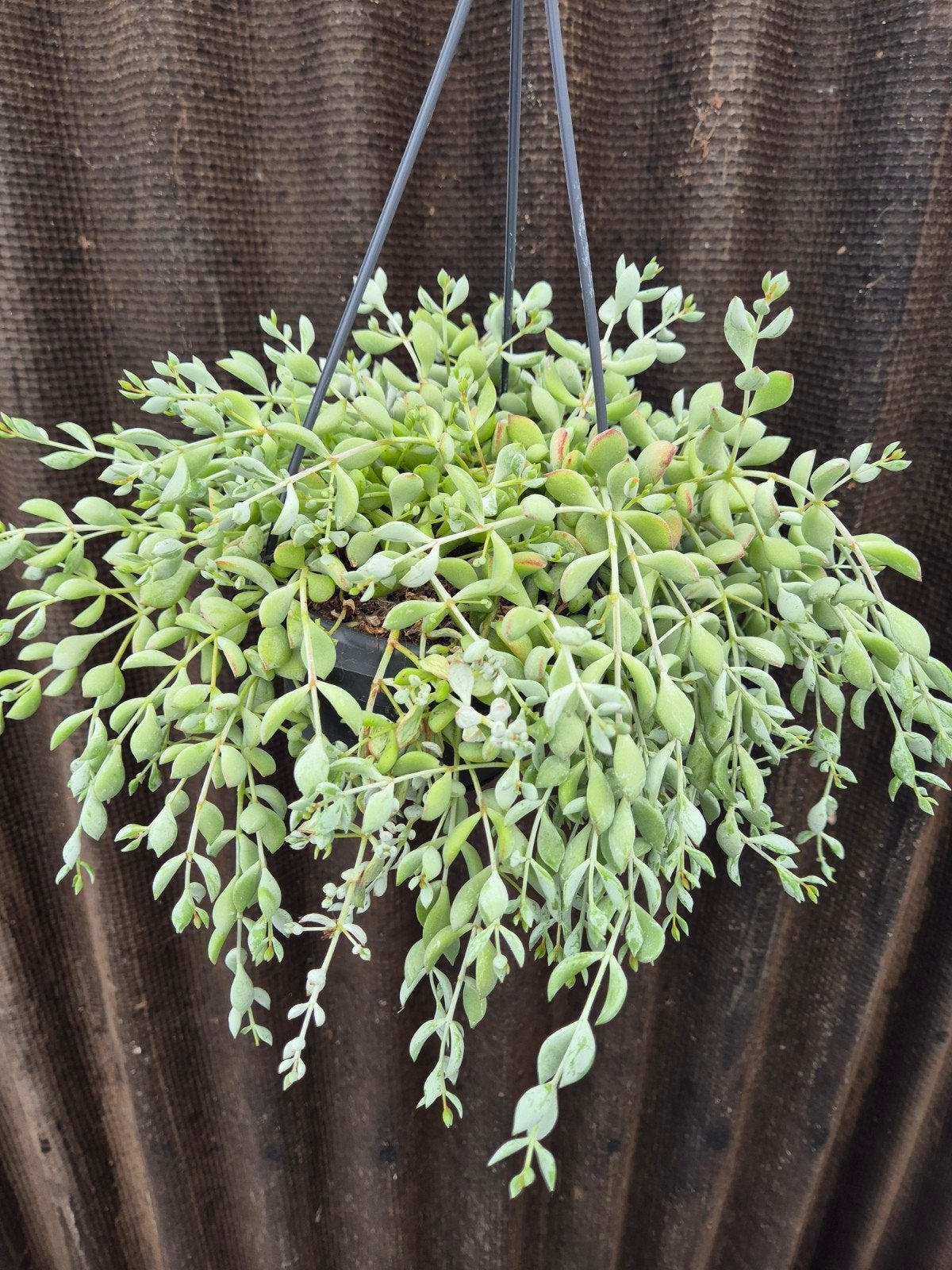 Cotyledon Pendens p14 (2), Ophalen of Verzenden, Halfschaduw, Minder dan 100 cm