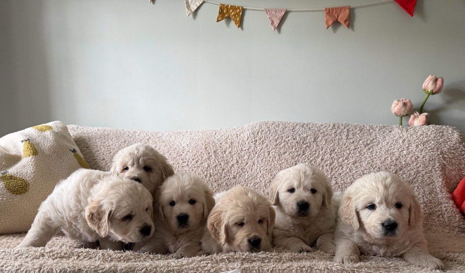 Golden retriever pups 🐶❤️, Dieren en Toebehoren, Honden | Retrievers, Spaniëls en Waterhonden, Golden retriever, Parvo, 8 tot 15 weken