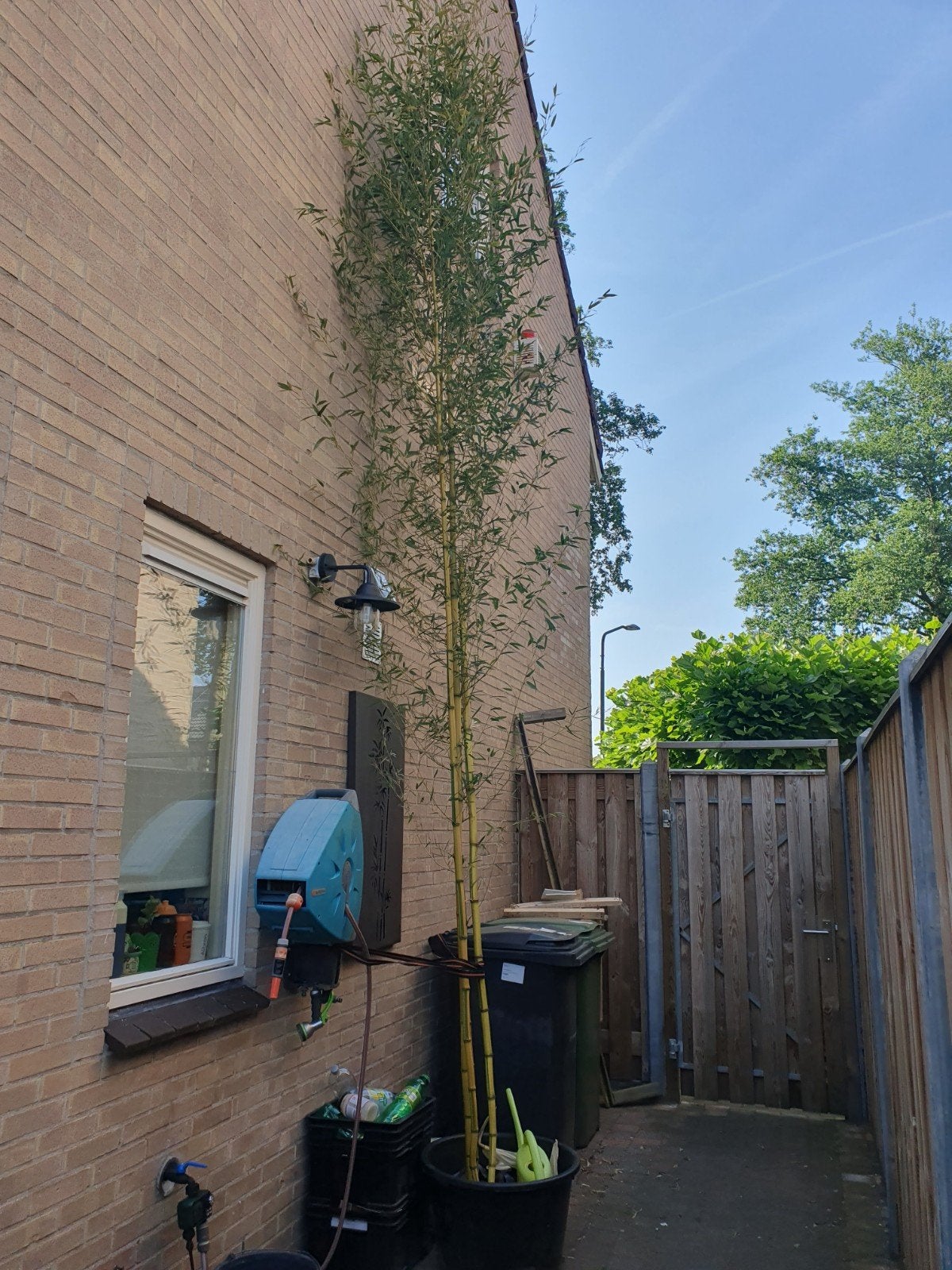 Phyllostachys Aurea 'Goudgeel' Bamboe - Winterhard, Vaste plant, Bloeit niet, Halfschaduw, Ophalen