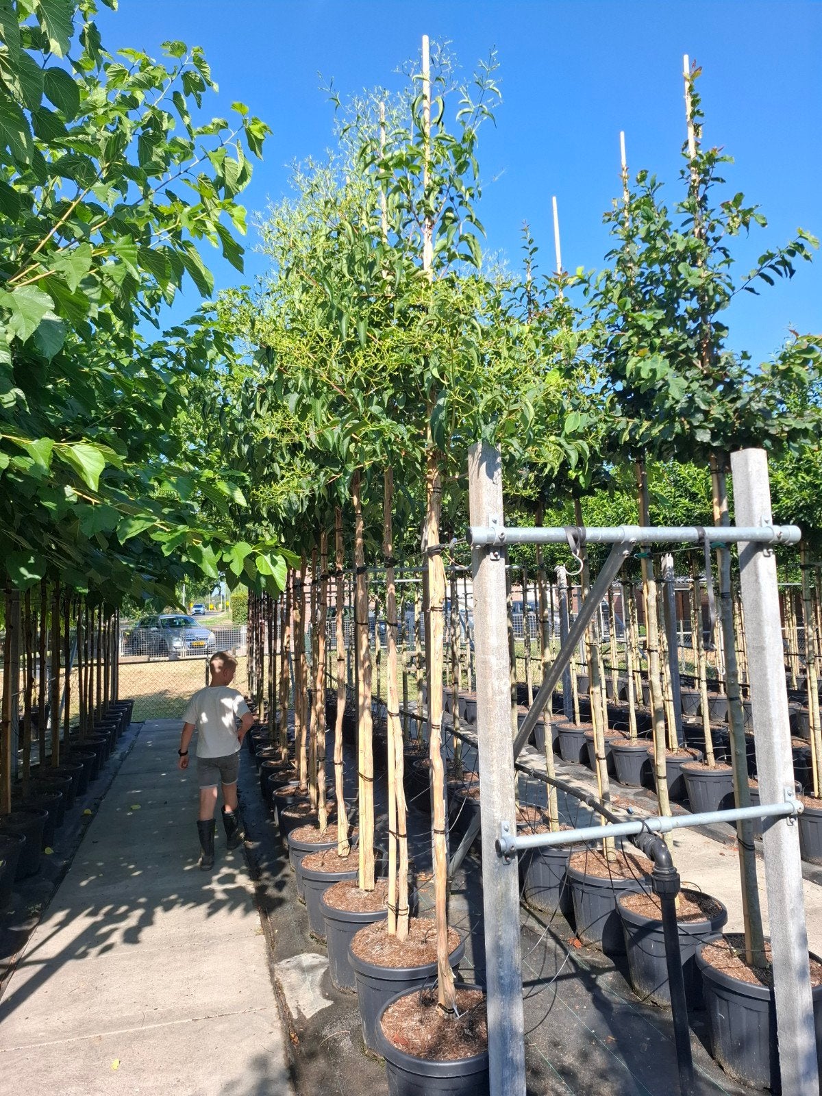 zevenzonenboom heptacodium miconioides hoogstam, Overige soorten, Zomer, Ophalen, Volle zon