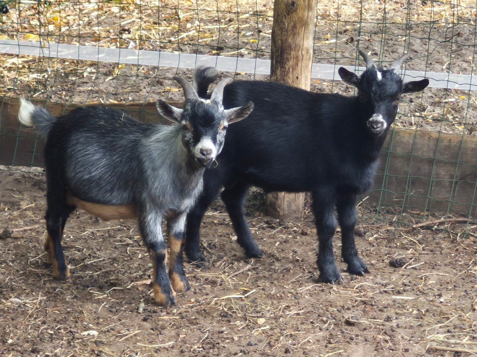 te koop dwerggeit dekbokjes, Dieren en Toebehoren, Schapen, Geiten en Varkens, Mannelijk, Geit, 0 tot 2 jaar