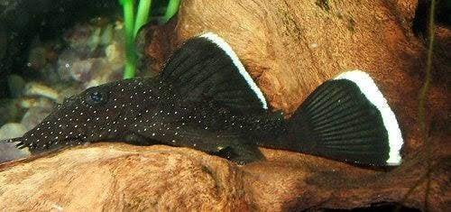 L183 jonge vrouw, Dieren en Toebehoren, Vissen | Aquariumvissen, Vis, Zoetwatervis