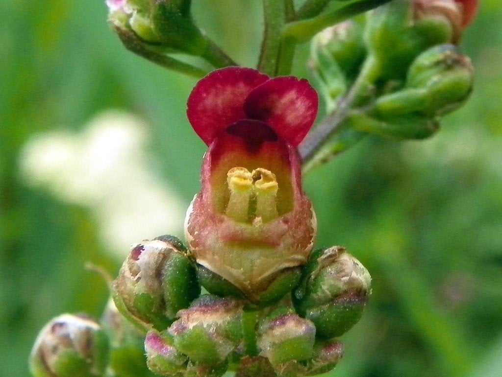 Scrophularia nodosa – Knopig helmkruid, Bio, Volle zon, Vaste plant, Zomer, Ophalen
