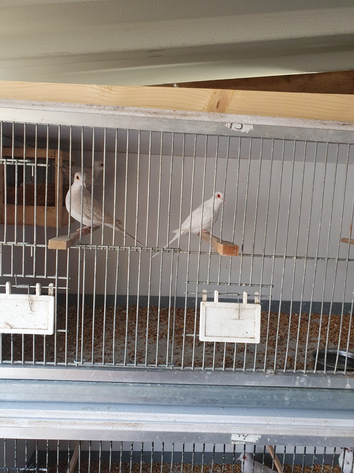 Te koop jongen diamantduifjes, Meerdere dieren, Kleurkanarie